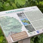 Il pannello illustrativo posto nelle vicinanze del Platano di Napoleone